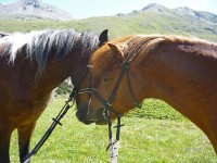 /album/engadin/p1000372-kl-jpg/